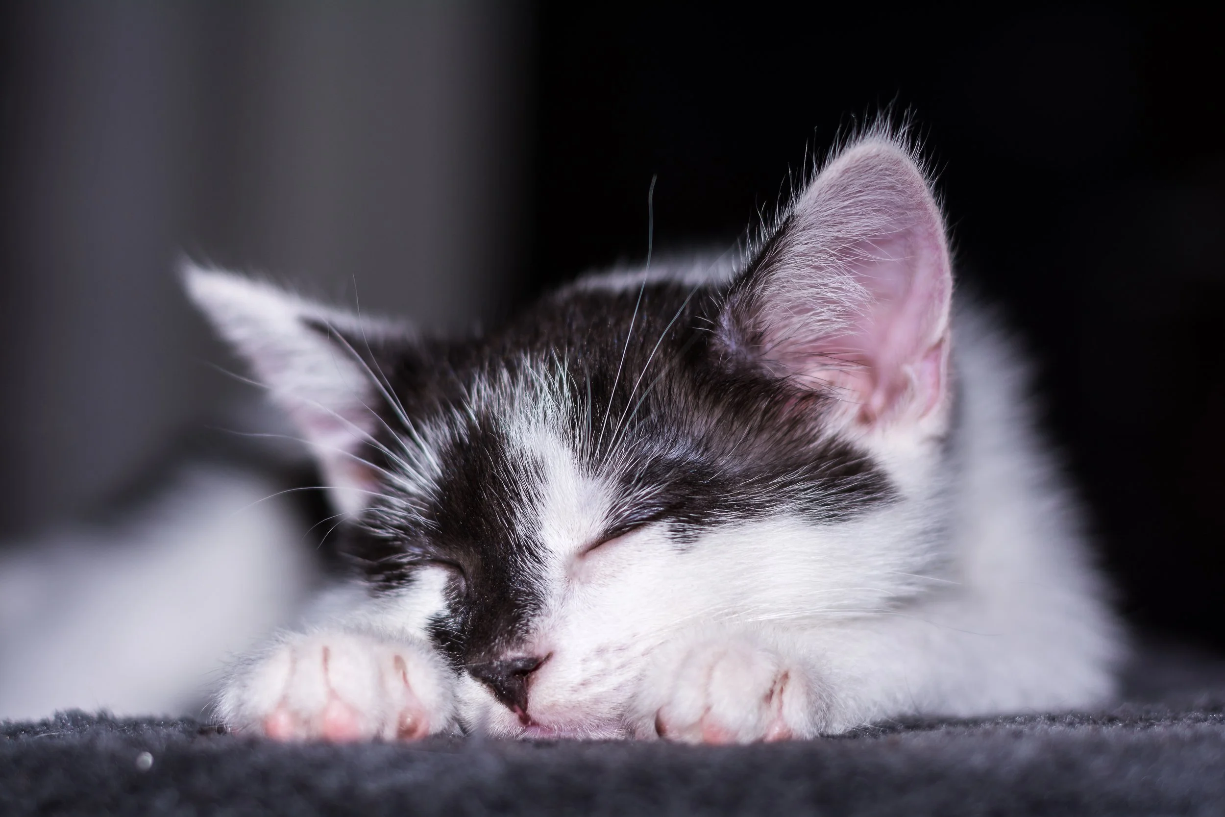sleeping_kitten.jpg
