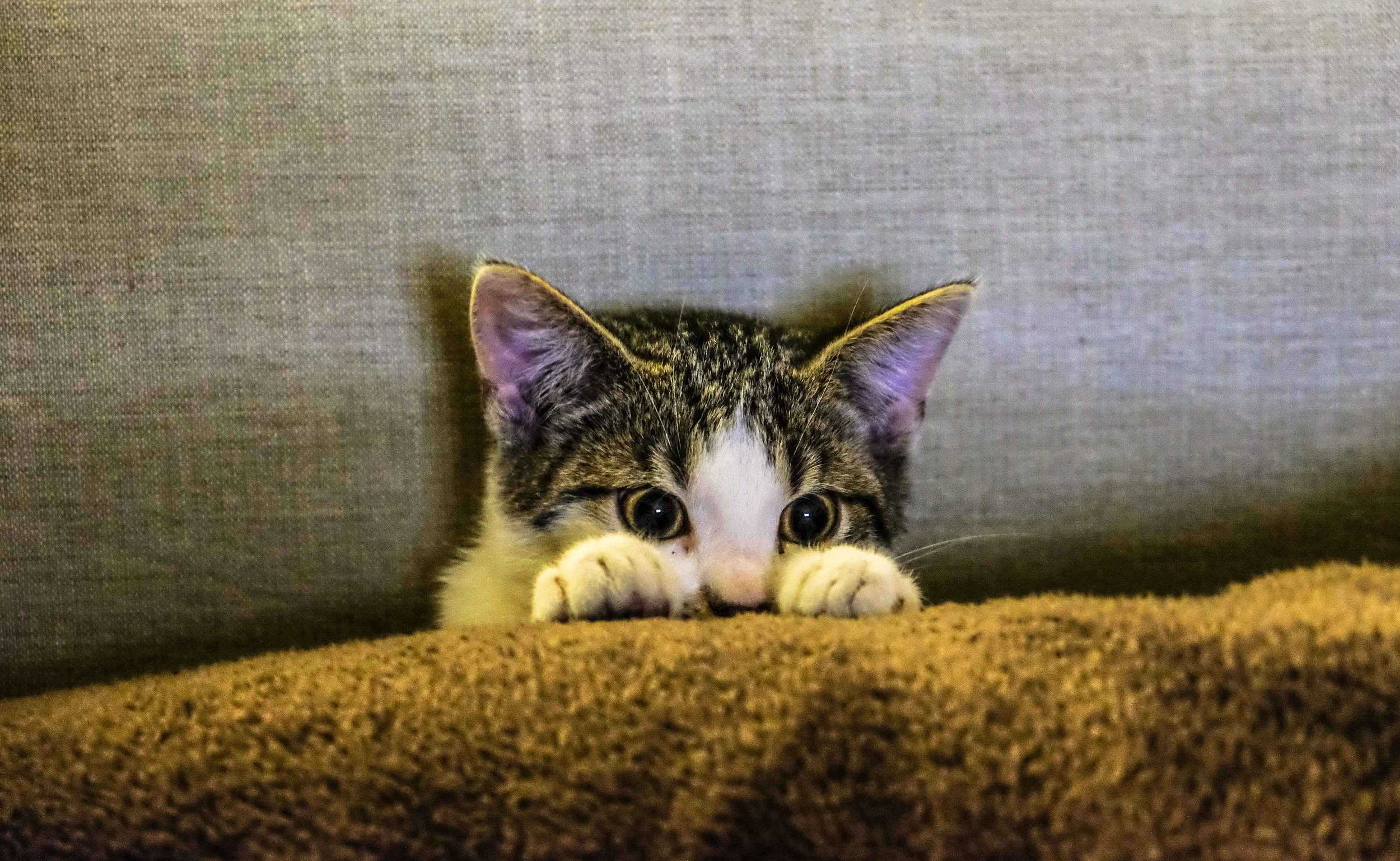 scared-kitten.jpg