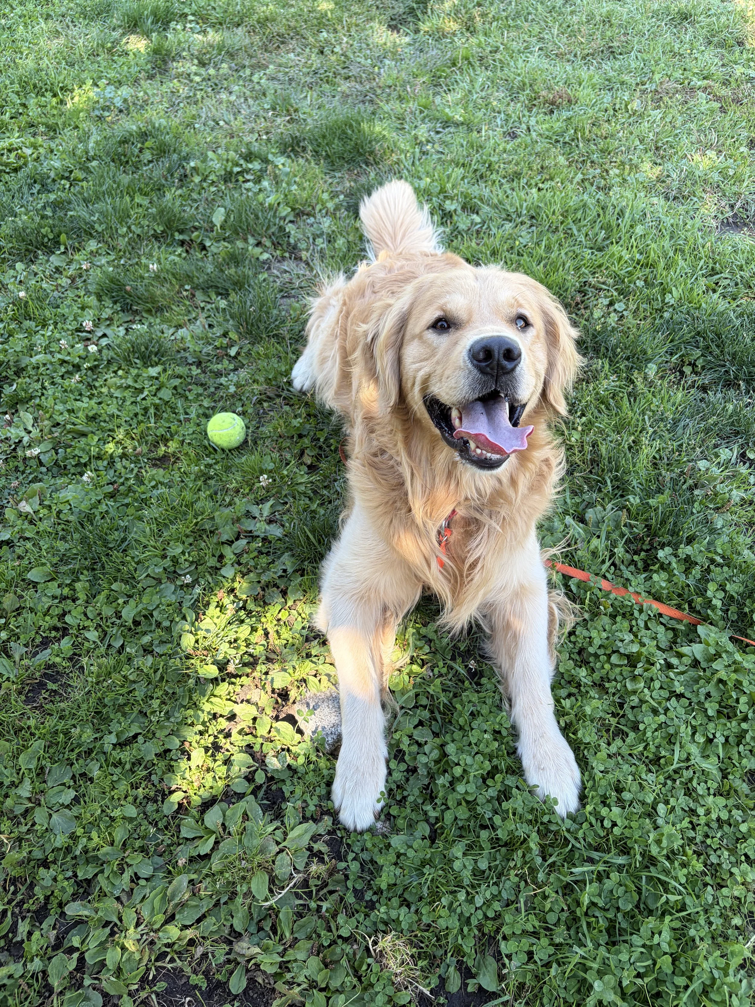 Polished pup: 5-Week Course to a Well-Mannered Dog