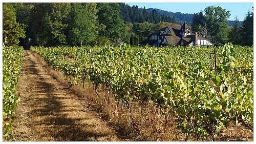 FamilyVineyard.jpg