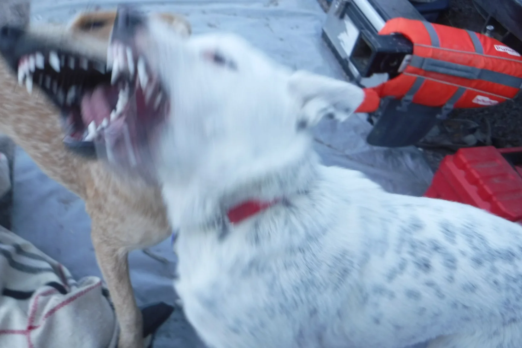 Owyhee2018landsharks.jpg