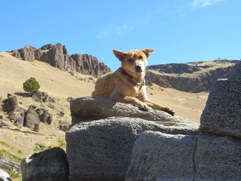 Owyhee2018Lilylovessprings.jpg