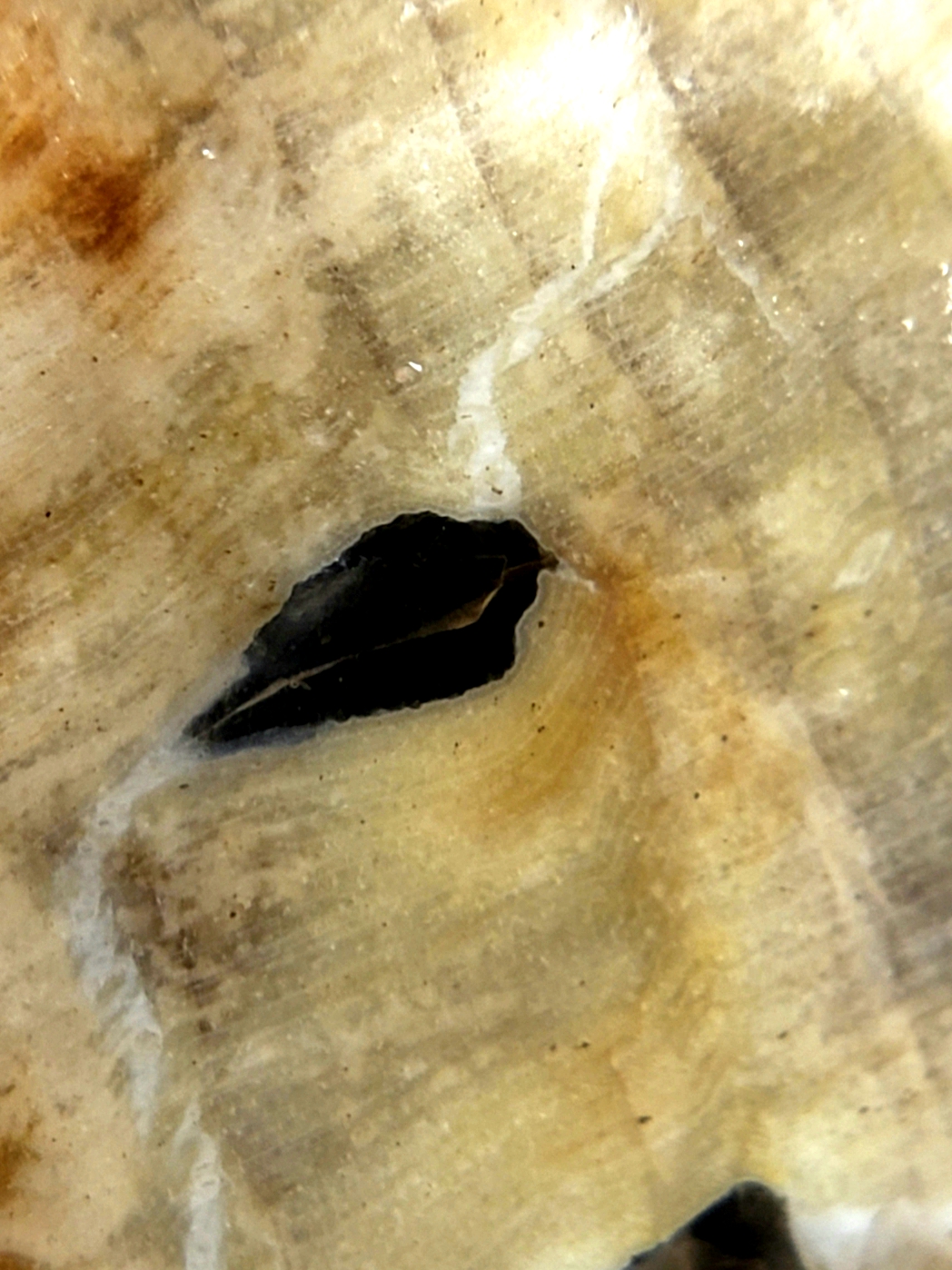 The structure of the Butterfly.