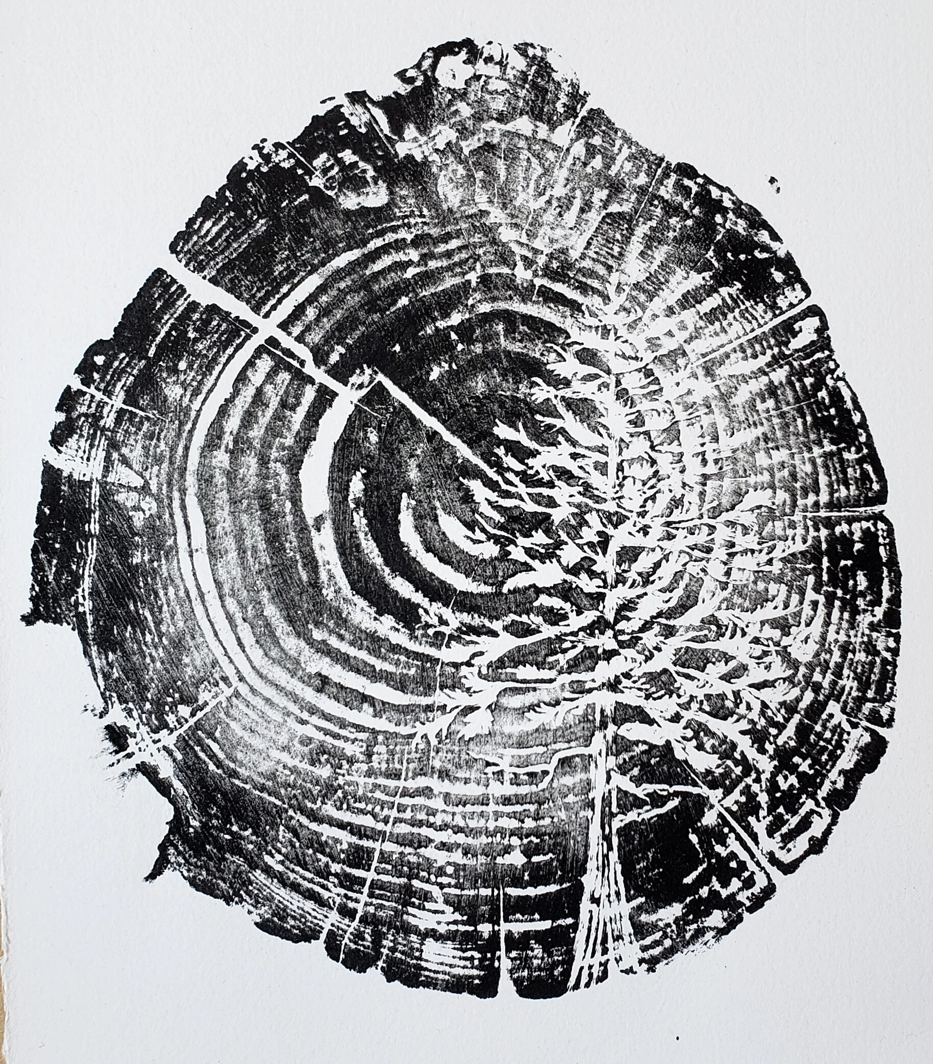 Sitka in the Tree (BW2)