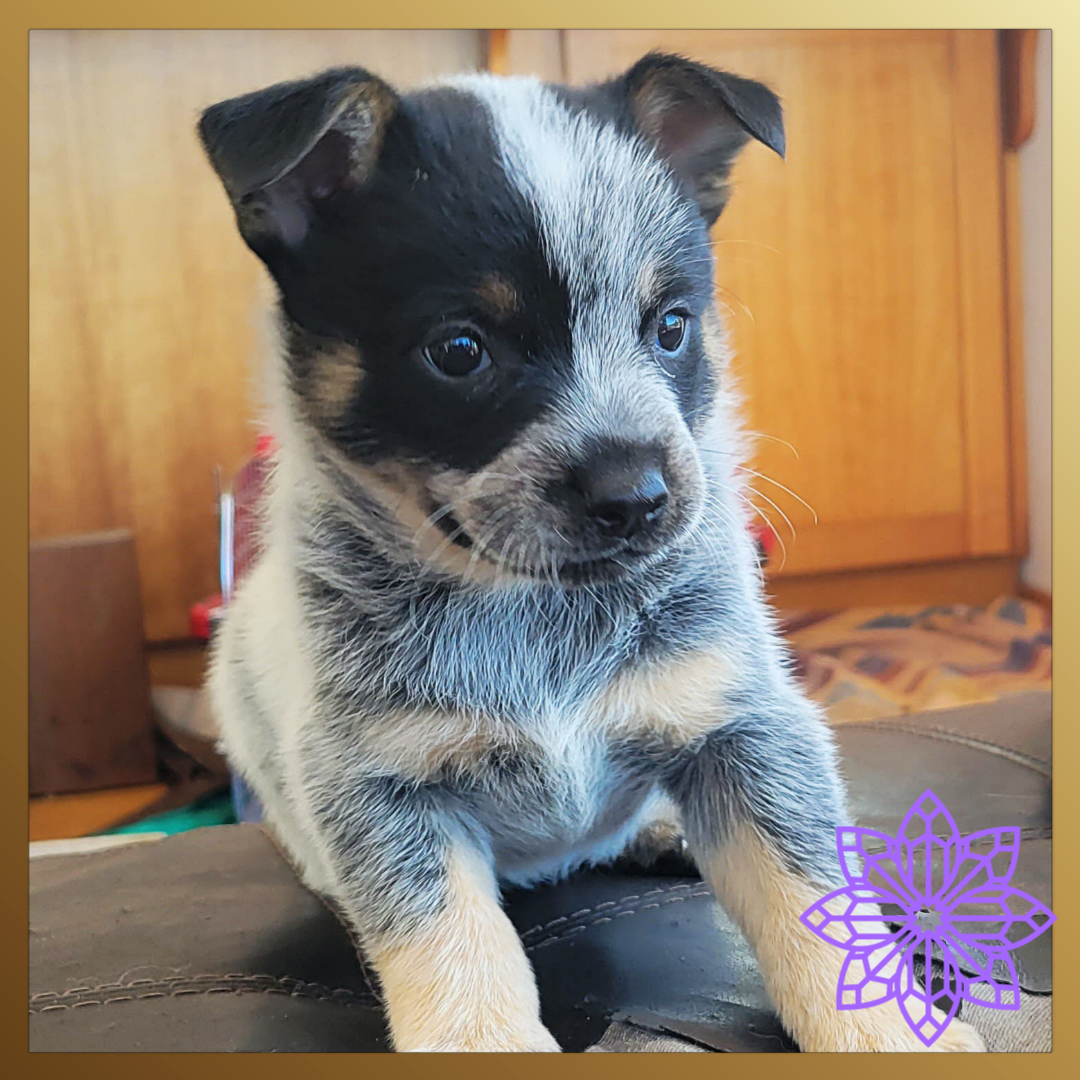 Lupine Pup Deposit