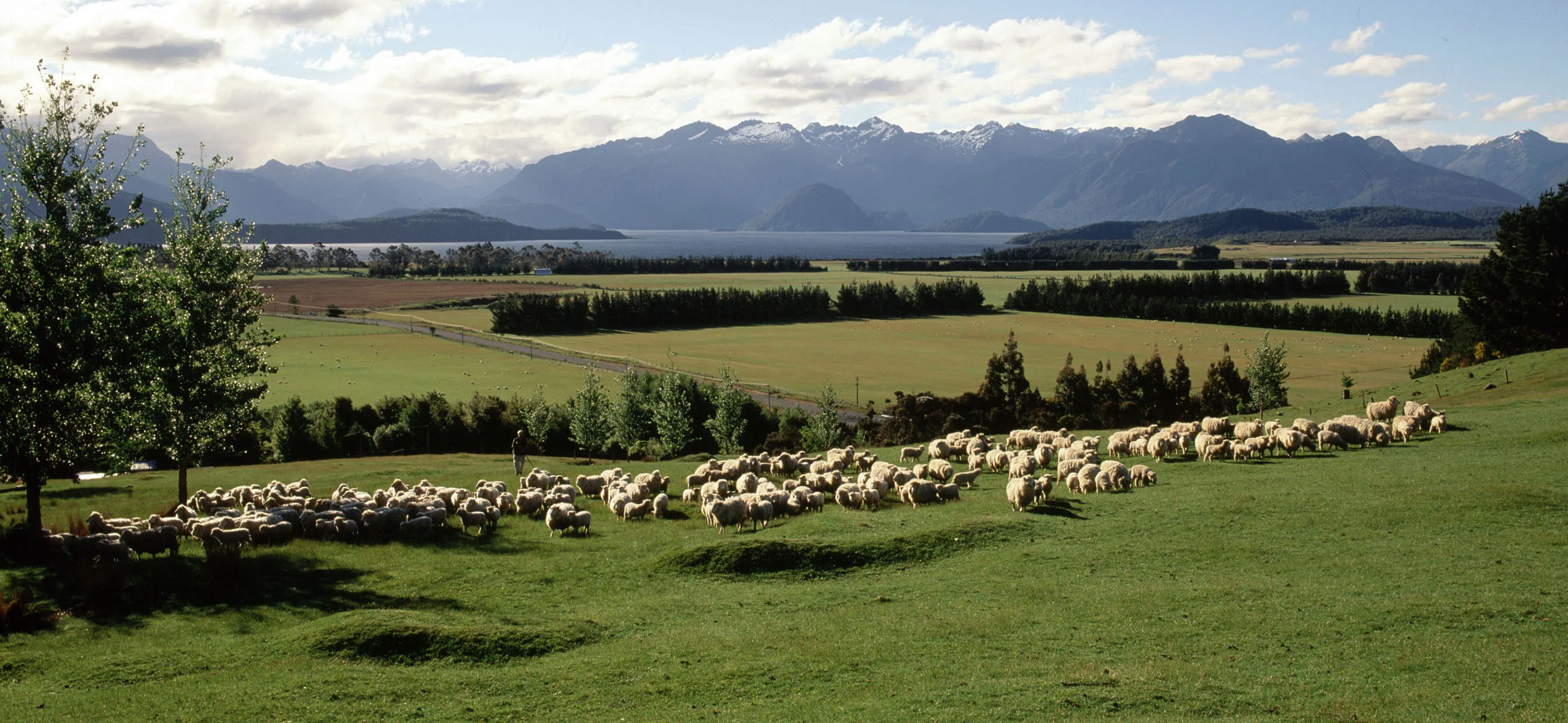 Beef and Lamb