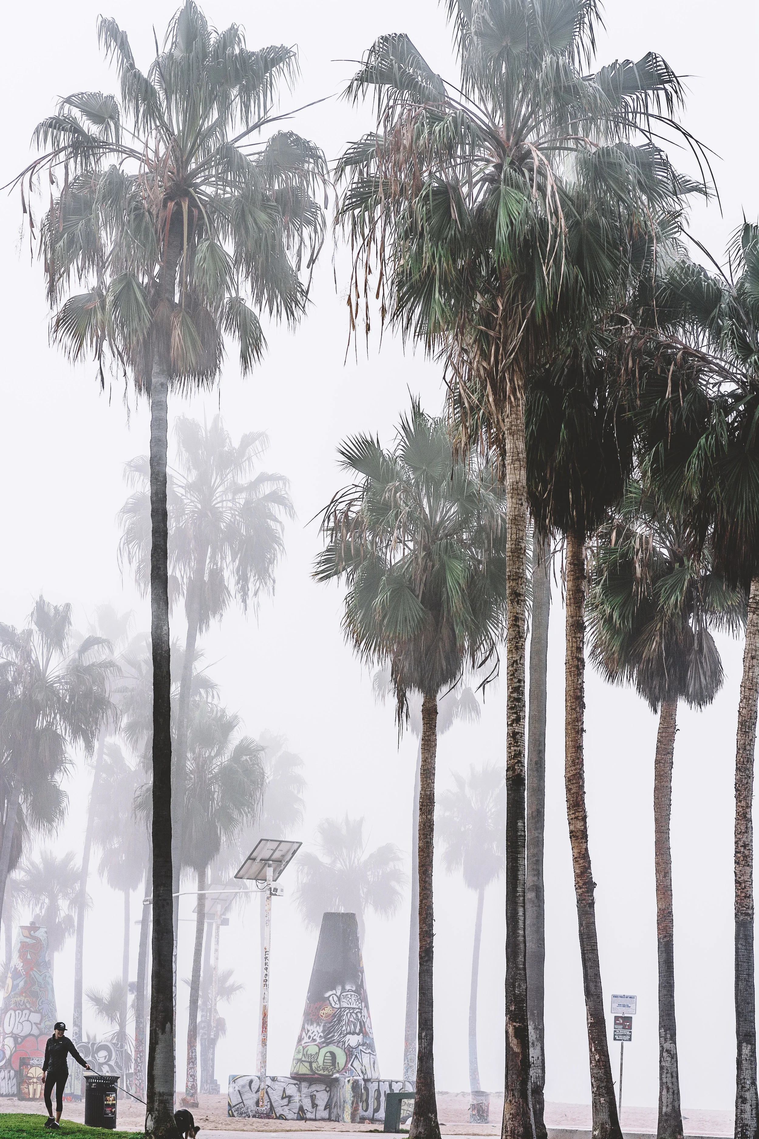 v fog-2.jpg