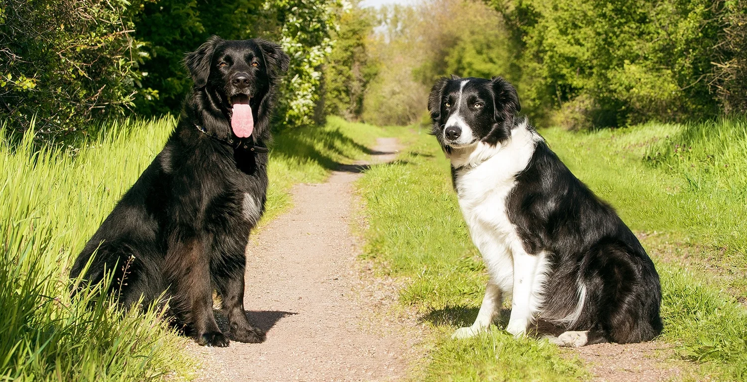 dogs-2286770_1920.jpg
