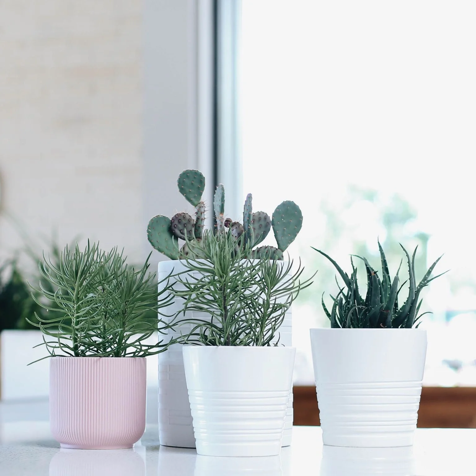 plants.jpg