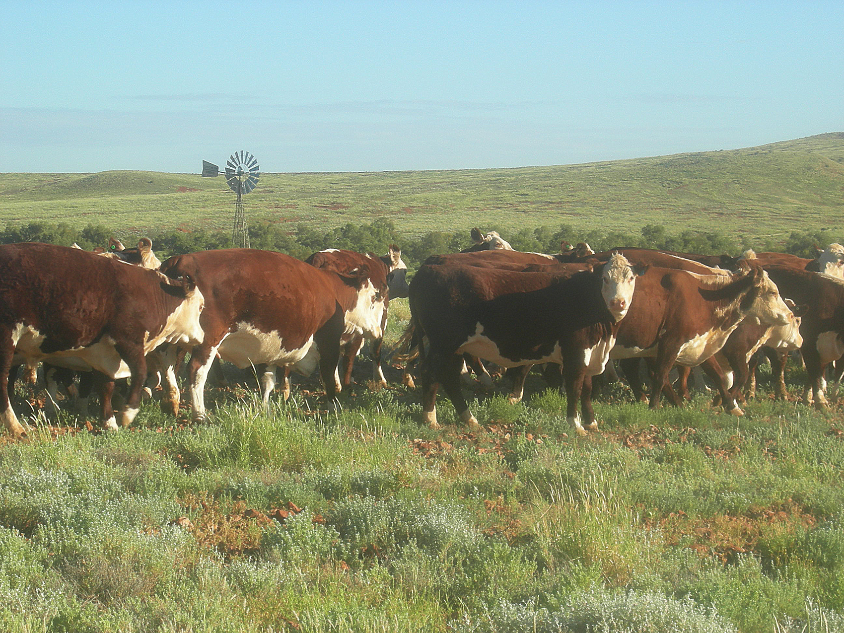 Cattle: Mt Barry Station