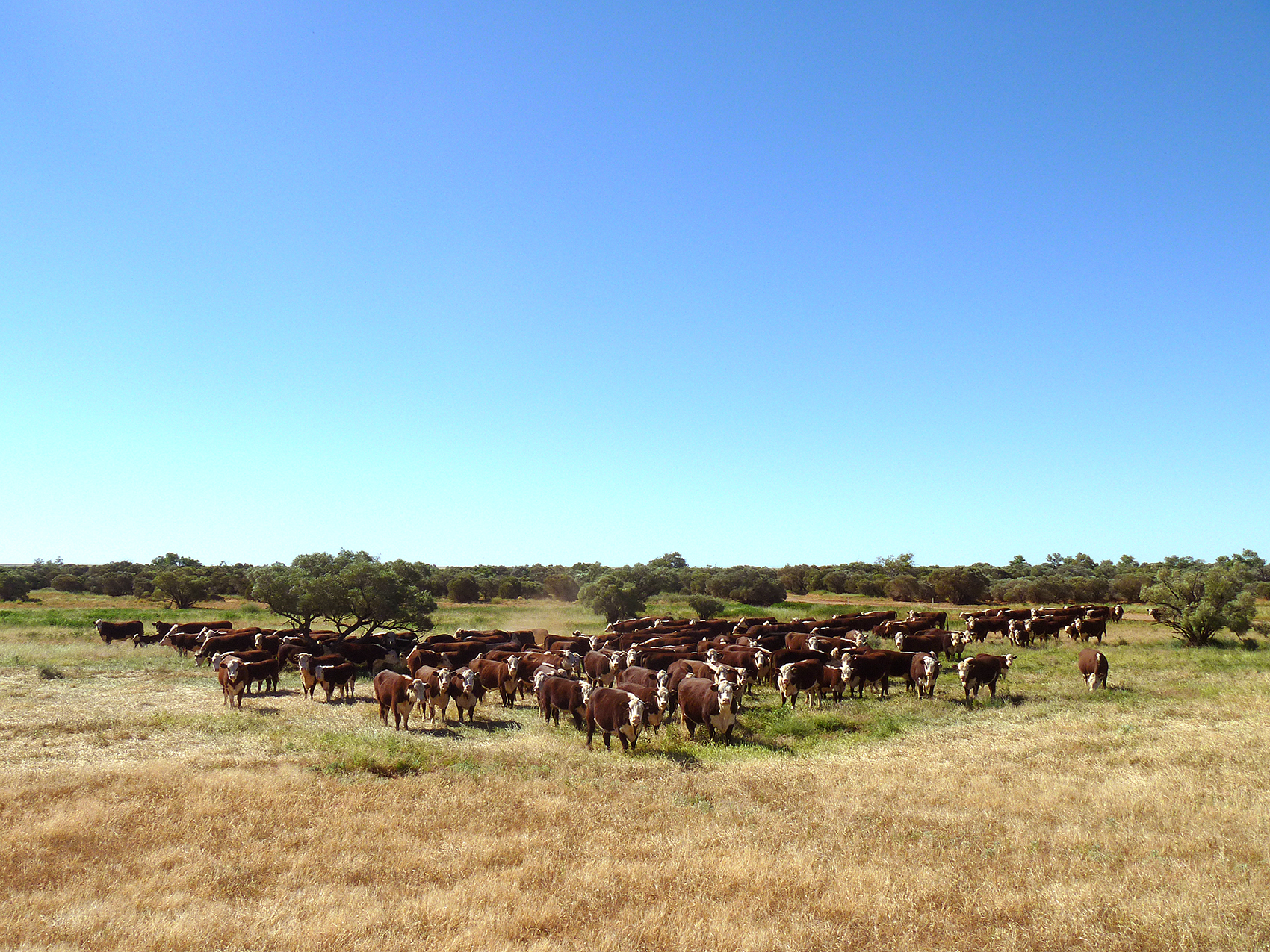 Cattle: Mt Barry Station