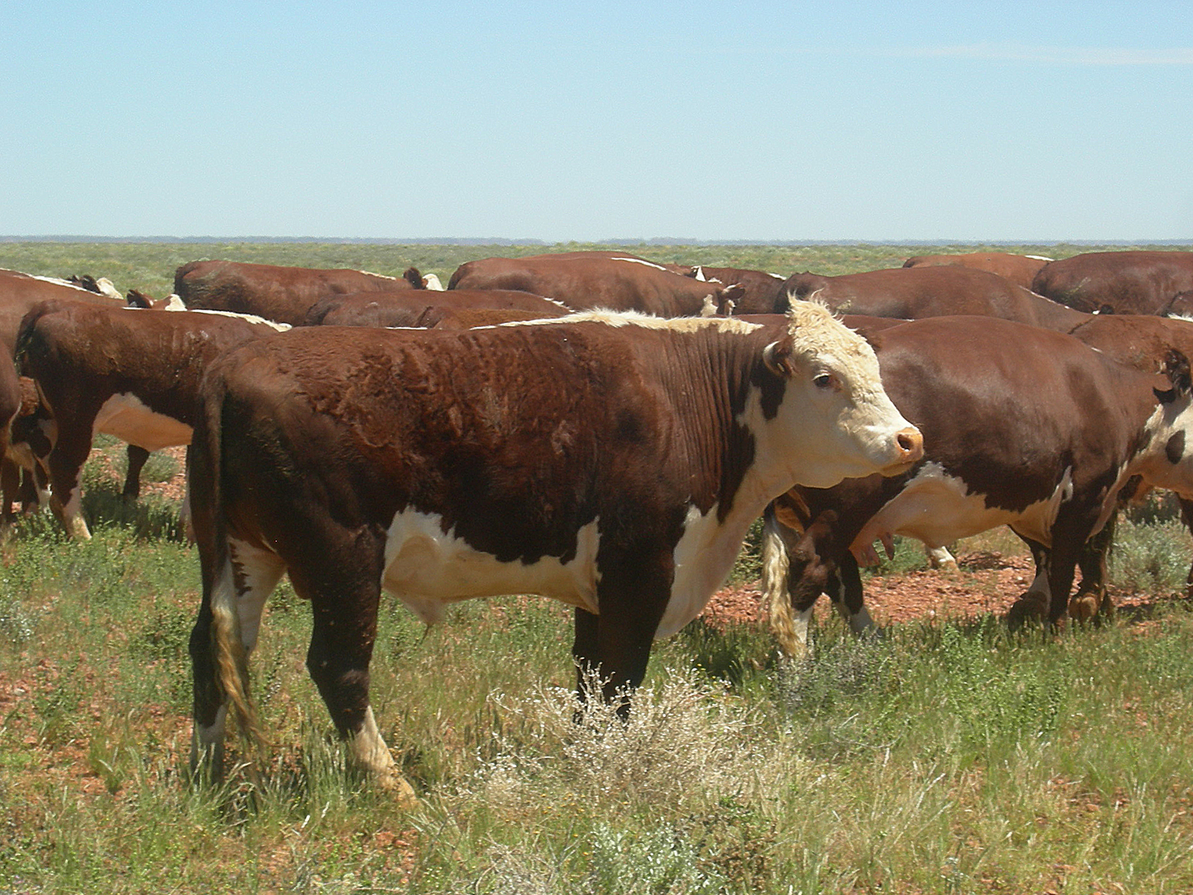 Cattle on Mt Barry Station