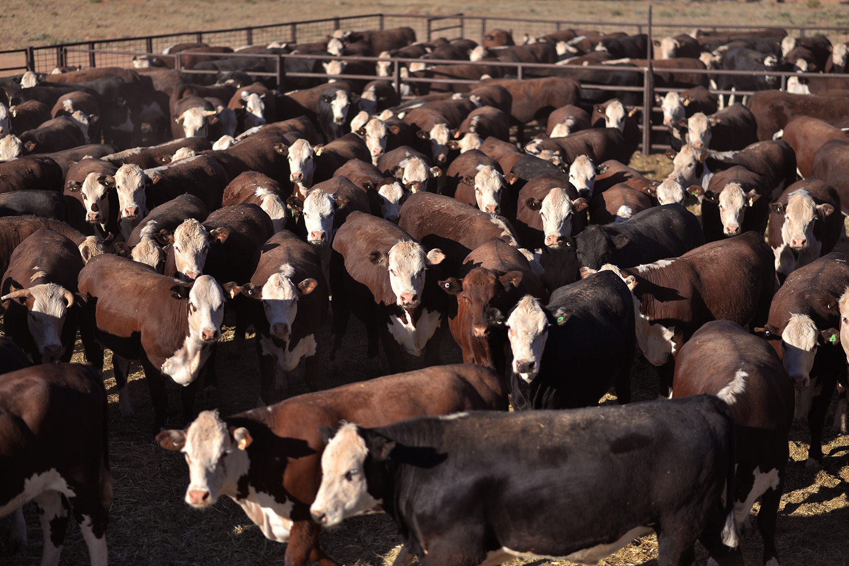 Sale cattle, ready to be trucked: Mt Barry Station yards