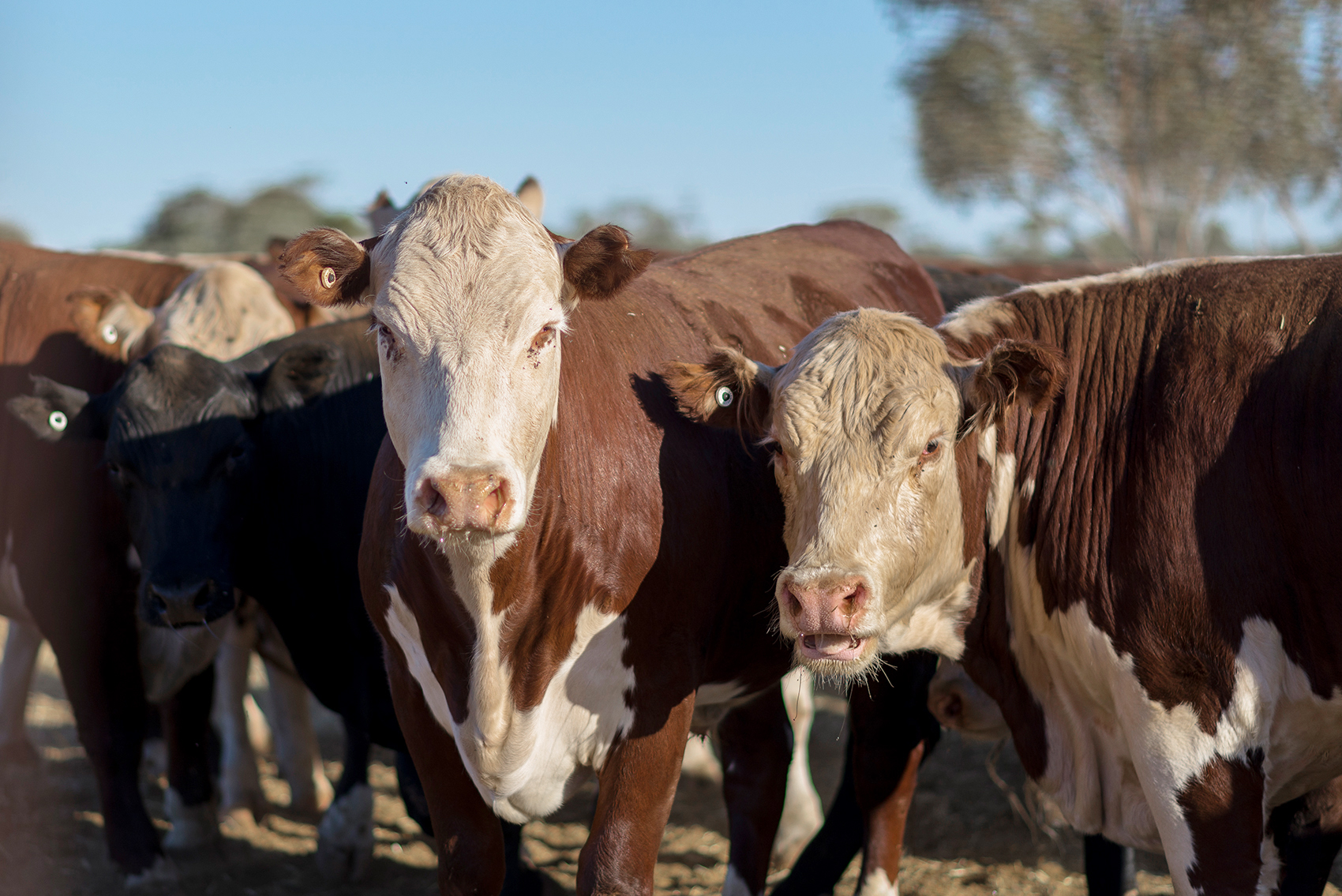 Steers: Mt Barry Station