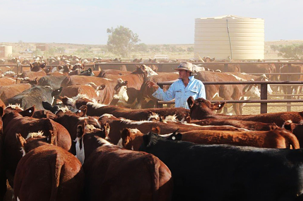 Cameron Williams counting sale cattle: Mt Sarah Station