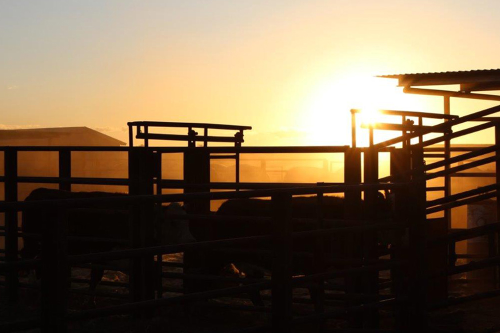 Approaching sunrise at Mt Sarah Station yards