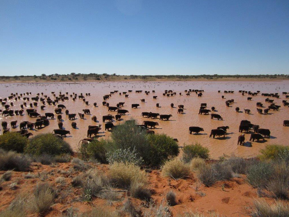 Cattle watering in a clay pan: Mt Sarah Station