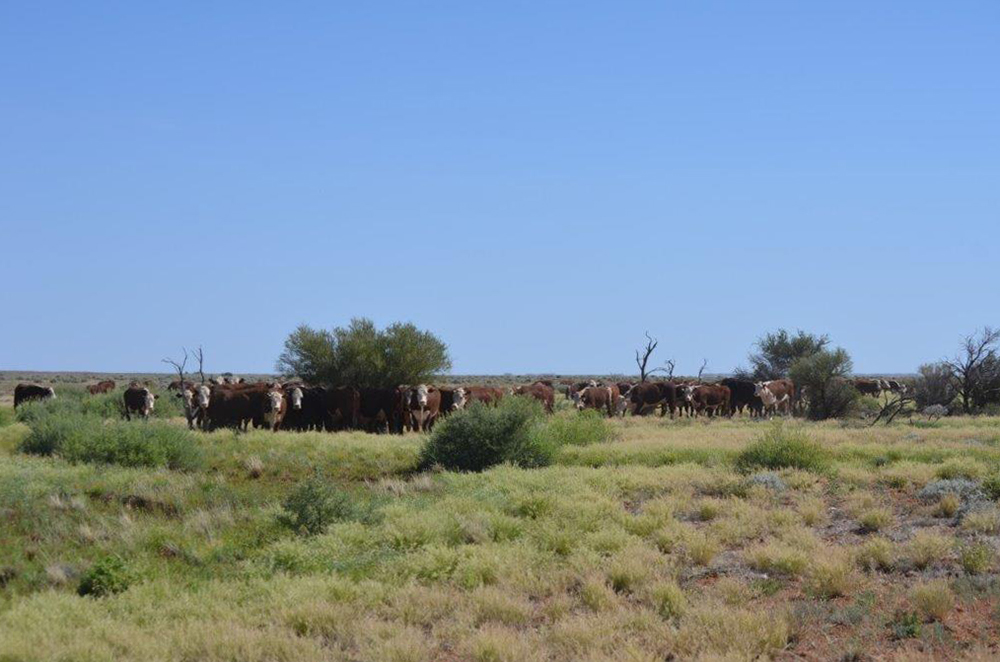 Cattle on The Peake Station