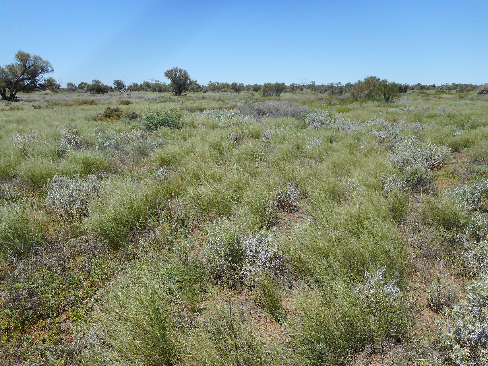 The Peake Creek on The Peake Station