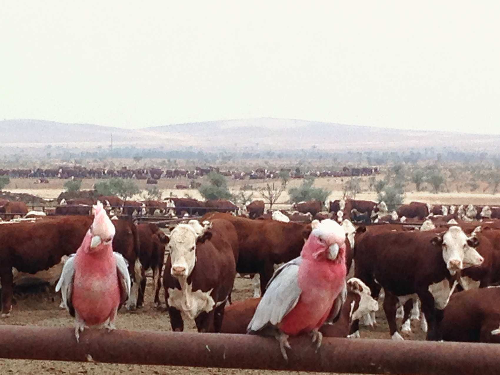 Cattle in the feedlot