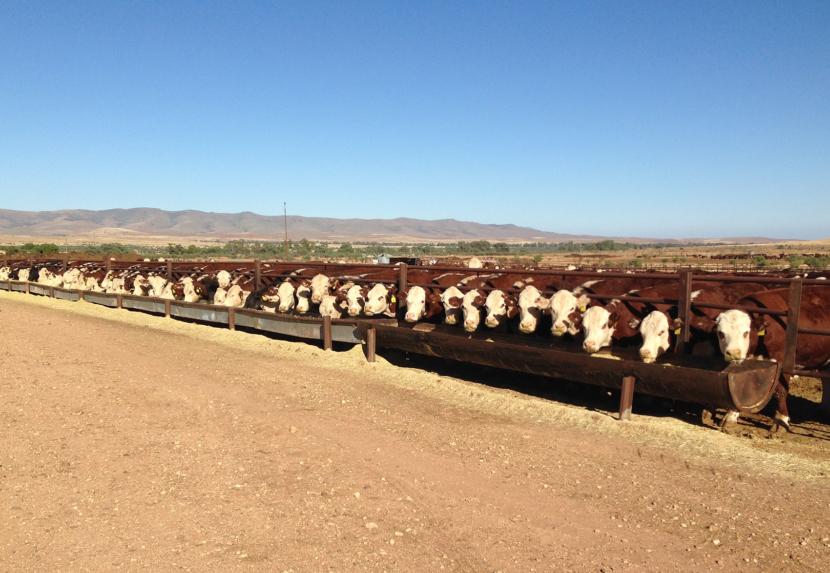 Feed time in the feedlot