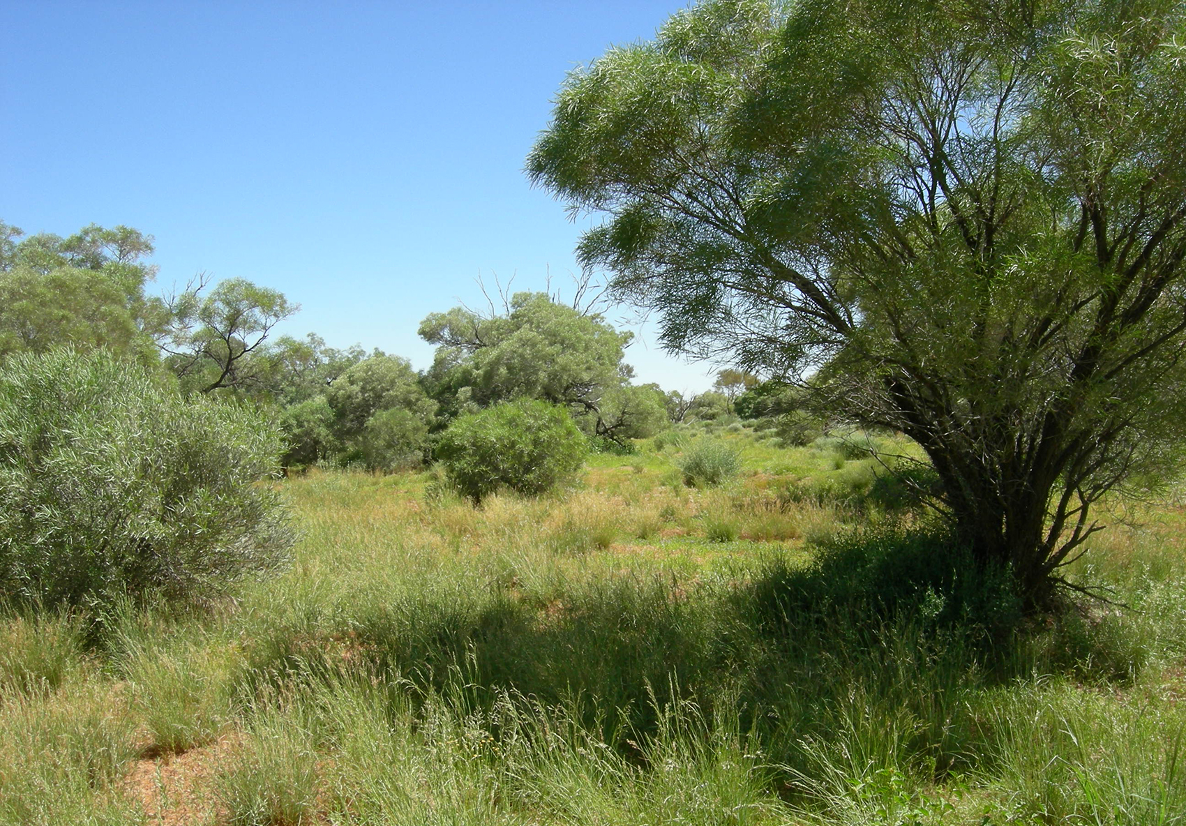 Station Creek (Nilkininna Creek) : Mt Barry Station