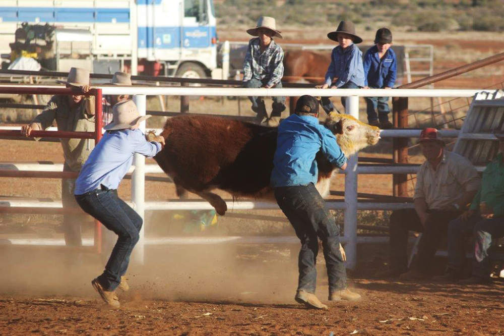 Chute dogging: Oodnadatta Bronco Branding