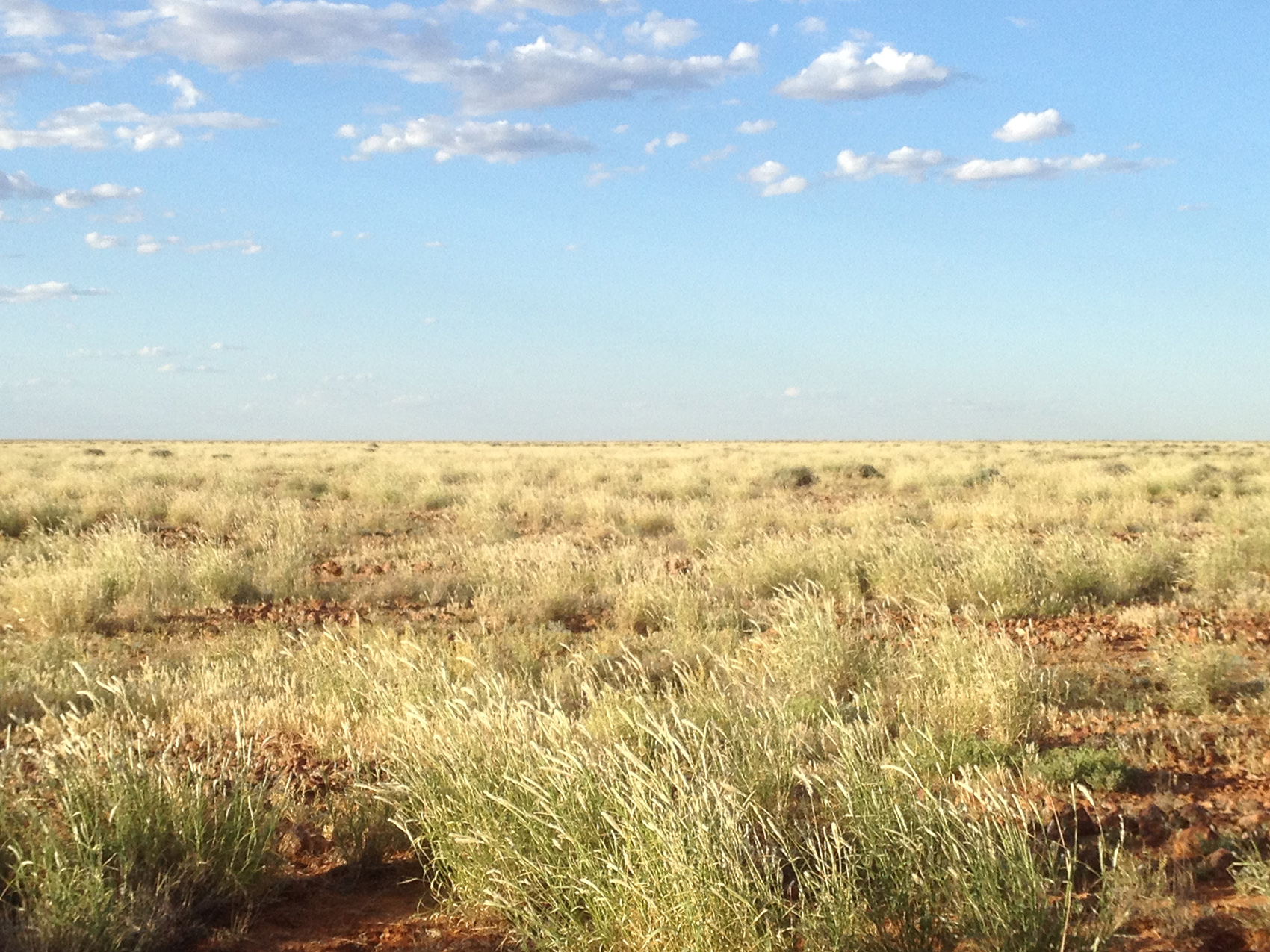 Native grasses at Hamilton Station