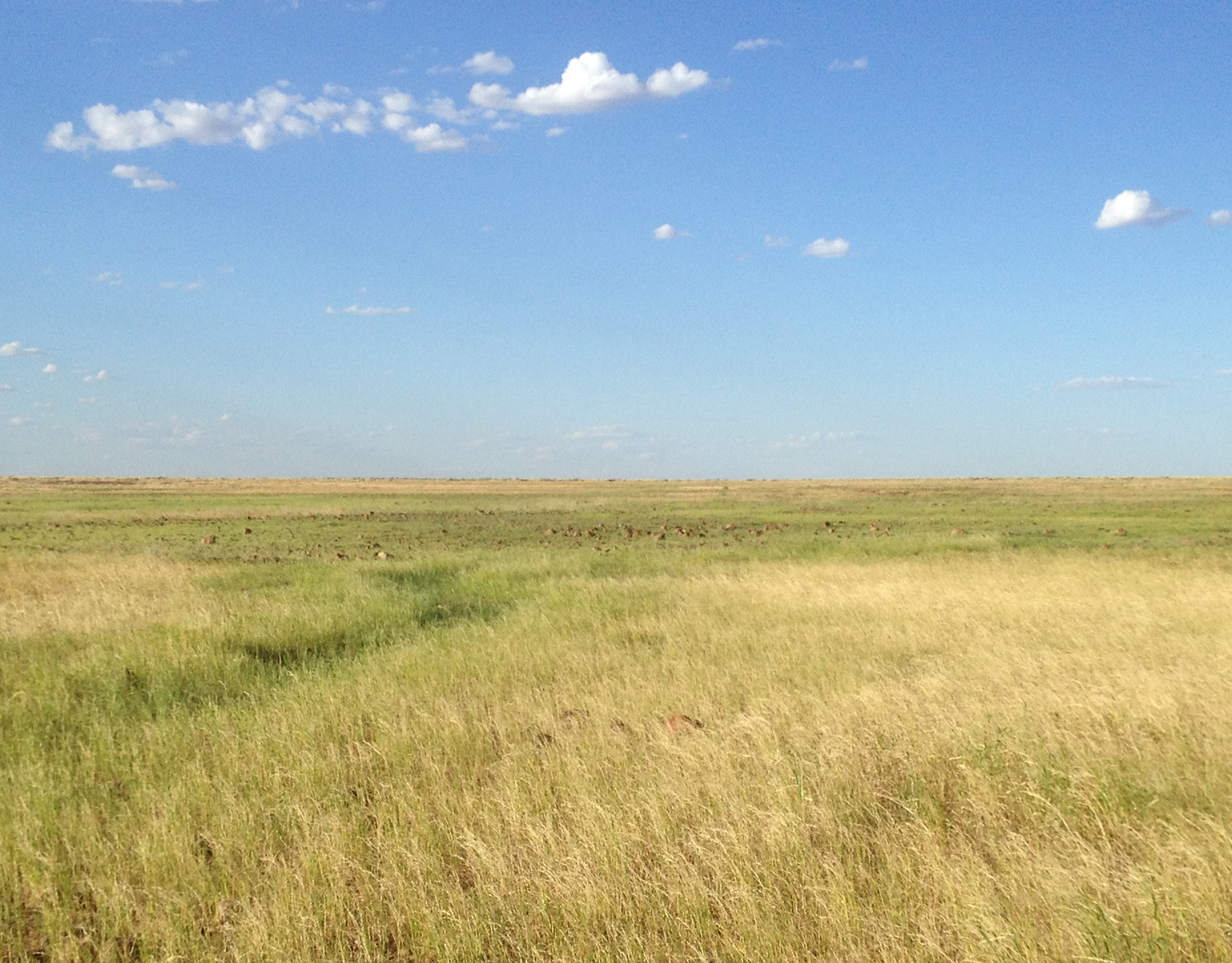 Native grasses at Hamilton Station