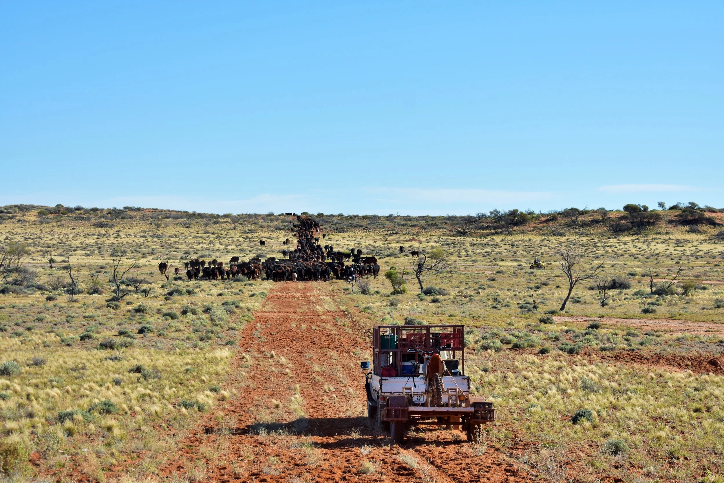 Anna Creek — Williams Cattle Company