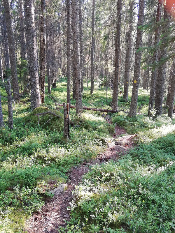 trailrunning-skuleberget-elk-path-in-the-wood-downhill.jpg