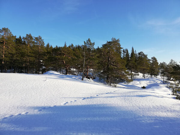 winter-trailrunning-skuleberget-elk-path-orienteering-snow.jpg