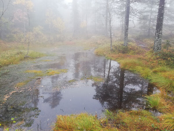 wet-conditions-on-elk-path-big5-skuleberget-hoga-kusten-1.jpg