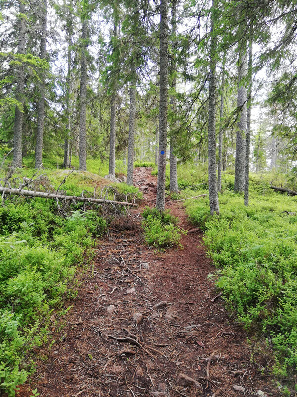 fox-path-hoga-kusten-stigen-skuleberget-roots-terrain-segment.jpg