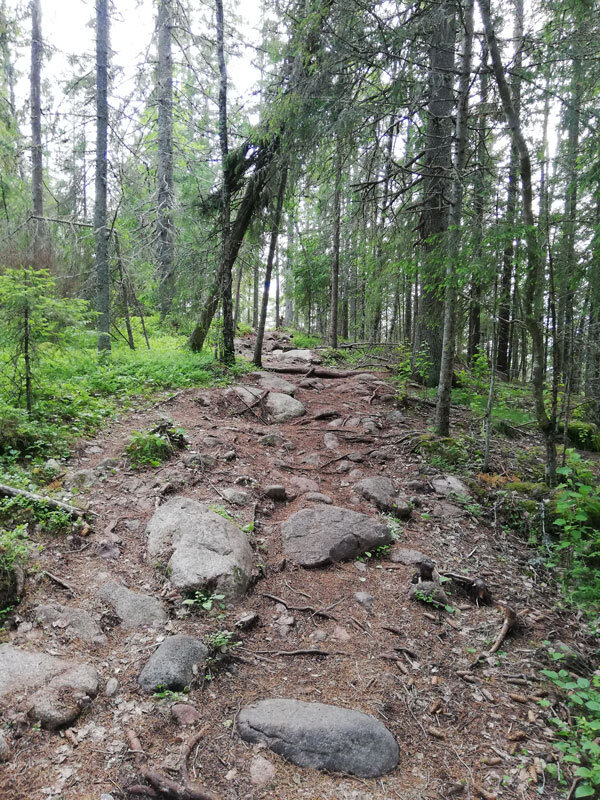 fox-path-hoga-kusten-stigen-skuleberget-wood-segment.jpg