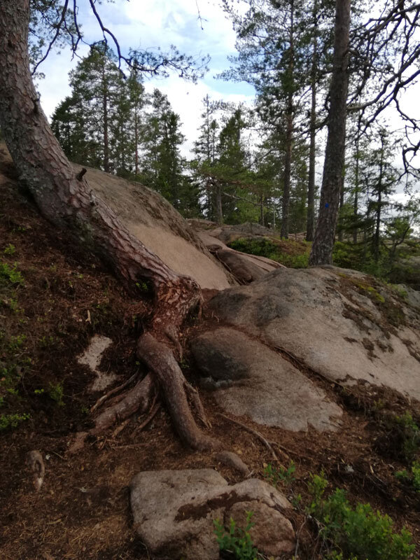 path-skuleberget-hoga-kusten-stigen-fox-big5-litoberget-1.jpg