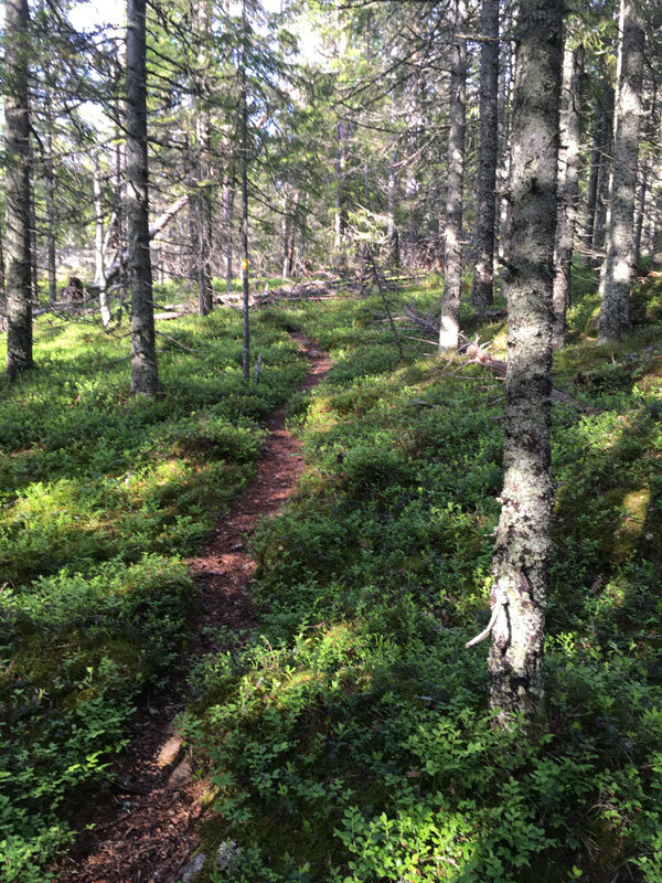 single-track-in-the-forest-along-the-elk-path-of-skuleberget-hoga-kusten-trailrunning.jpg