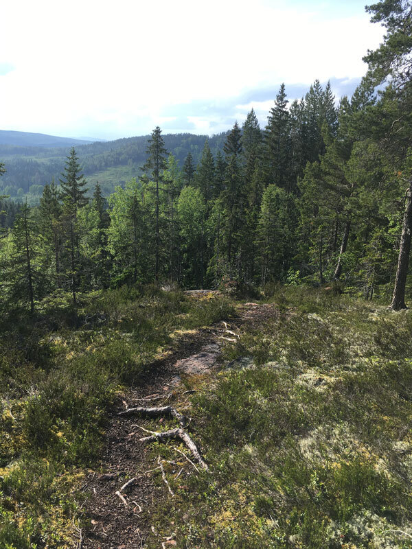 skuleberget-path-elk-big5-trailrunning-hoga-kusten-docksta.jpg