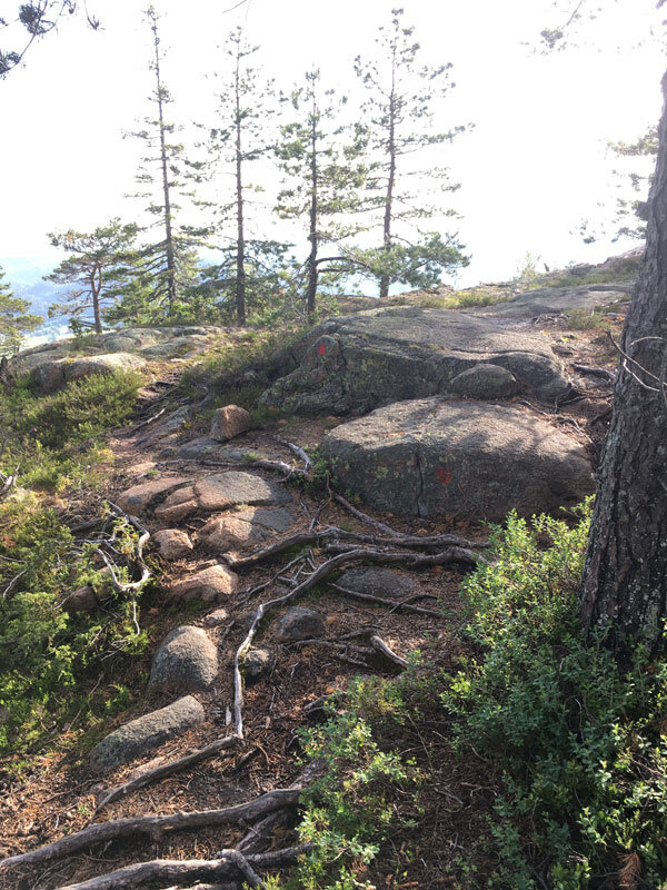 trail-summit-skuleberget-along-elk-path-hoga-kusten-running-docksta.jpg