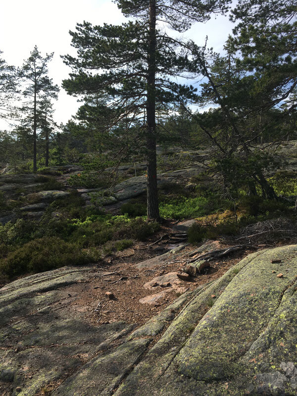 skuleberget-elk-path-hoga-kusten-trail-running-big5-uphills-segment.jpg