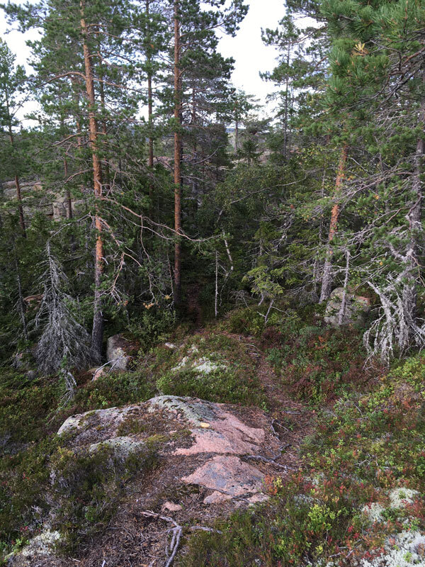 skuleberget-big5-uphills-trailrunning-elk-segment-hoga-kusten.jpg