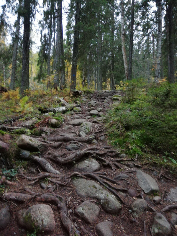 big5-lynx-path-skuleberget-trail-running-hoga-kusten-uphill.jpg