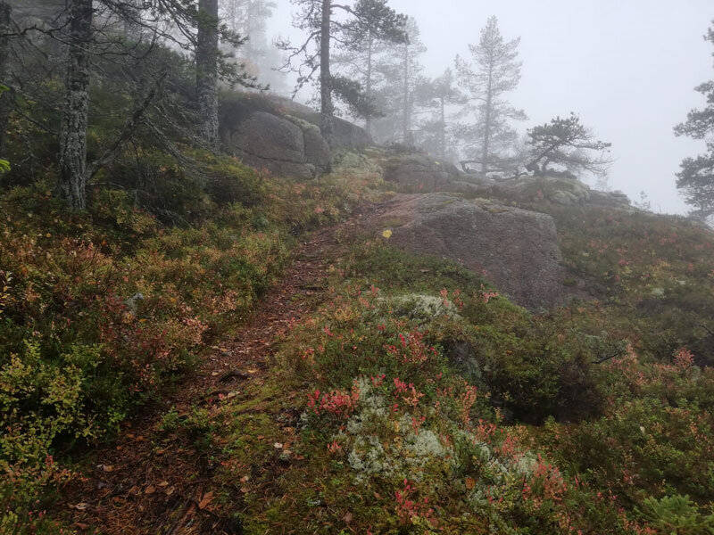 elk-path-skuleberget-hoga-kusten-trail-running.jpg