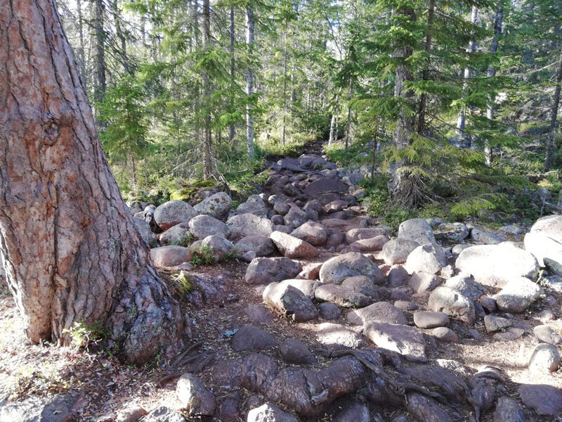 hoga-kusten-grounding-walking-in-natural-paths-earthing-sweden.jpg