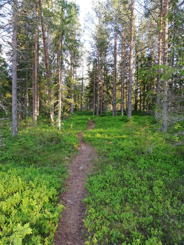 wild-grounding-hoga-kusten-sweden-docksta-single-track-path-soil-forest.jpg