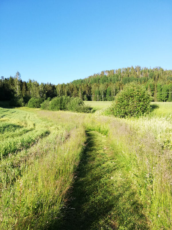 wild-grounding-hoga-kusten-leden-sweden-docksta-grass-meadow-.jpg