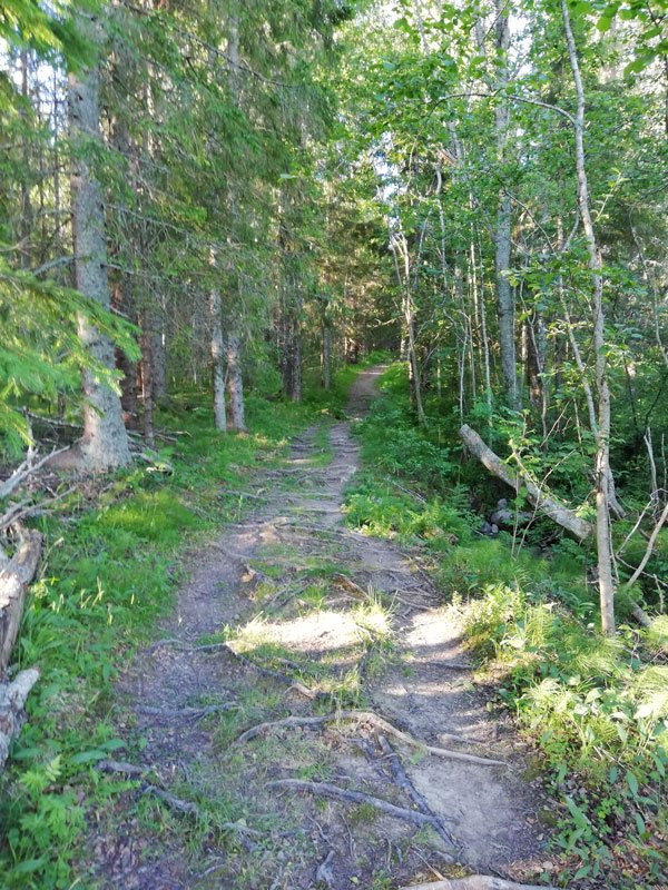 hoga-kusten-leden-forest-path-docksta-outdoor-training-walking-running-hiking.jpg