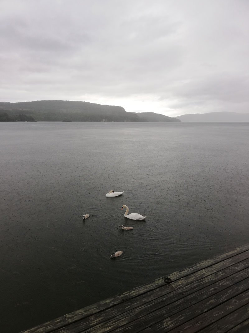 seaside-boathouse-nature-wildlife-docksta-skuleberget-hoga-kusten-sweden.jpg