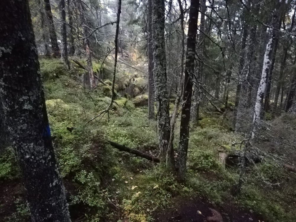 forest-skuleberget-path-lynx-hoga-kusten-trail-big5.jpg