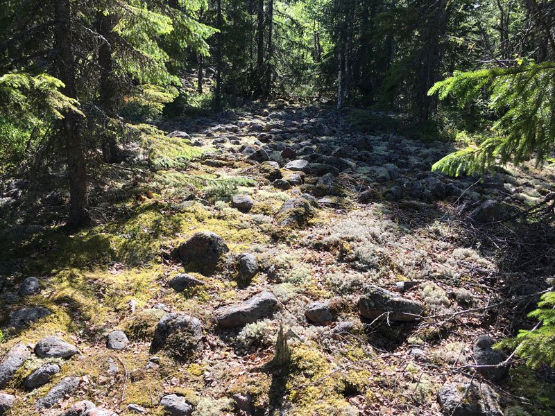 vardkallberget-wild-hiking-hoga-kusten.jpg